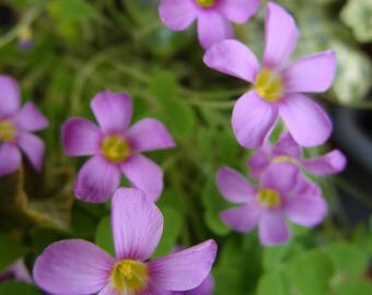 Oxalis nidulans Pom-Pom flowering size bulb