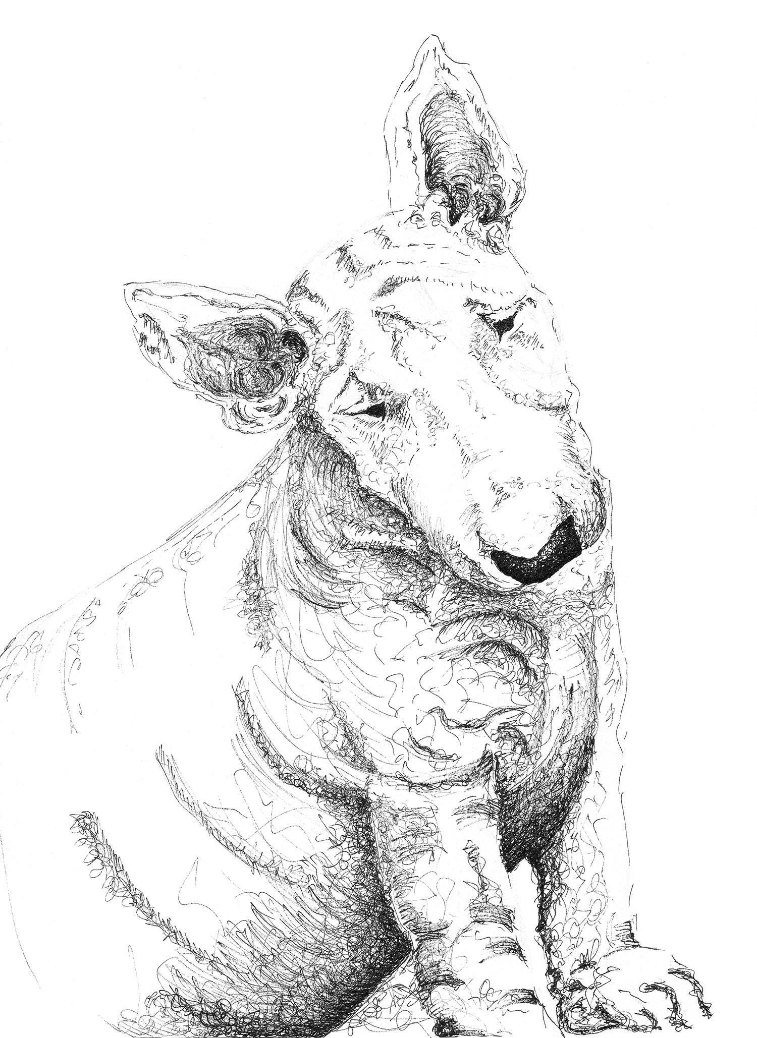 Gentle Bull Terrier. English bull Terrier. Portrait. Gentle