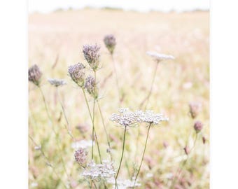 Botanical Print Queen Annes Lace Minimal Minimalist Field