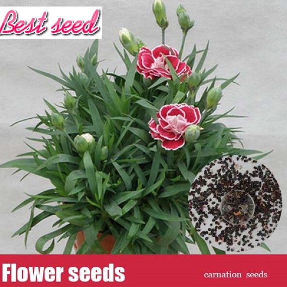 200PCS Carnations seeds Cut Carnation Perennial mixed color