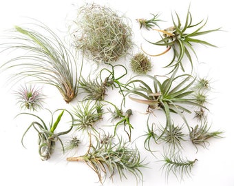 Air Plant Variety Pack 60 pcs **CLEARANCE** Assorted Succulents, Terrarium Plants, Airplant Wholesale Air Plant Bulk Wholesale TiIllandsia