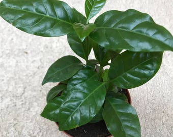 Coffee Plant Cluster - Grow your own coffee beans - Indoor/Outdoor Houseplant