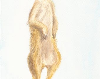Meerkat