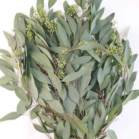 Fresh Seeded Eucalyptus Bunches Bulk Greenery Free