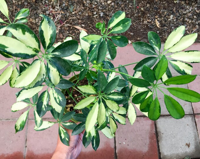 VARIEGATED Schefflera Arboricola Variegata Beautiful Foliage Dwarf Umbrella Tree, Larger Size House Live Plant Office Plant Indoor Plant