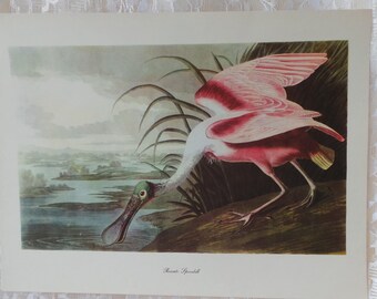 Audubon Bird Prints Spoonbill Vintage Art Decor Audubon Bird Prints Spoonbill Vintage Art Decor