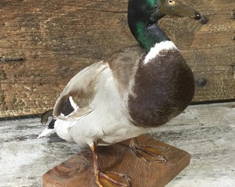 French Antique / Vintage Taxidermy Male or Drake Mallard - Canard Colbert - Ana's Platyrhychos