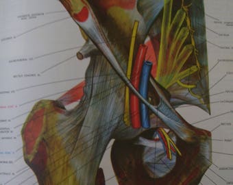 Atlas of Human Anatomy by Lopez-Antunez HC 1971 Vintage