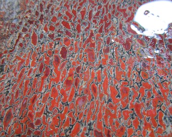 Fossil Dinosaur Bone Slab / Fossilized Bone / Gem Bone Slab / Red Dinosaur Bone Slab / Slab for Cabs