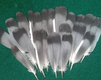 Set of 20 feral pigeon tail feathers. Cruelty Free