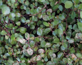Tricolor Creeping Wire Vine (Muehlenbeckia axillaris 'Tricolor'): miniature garden, fairy garden, living plant, dwarf plant