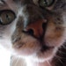 Evi