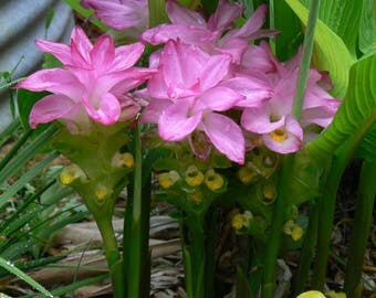 Turmeric/curcumin/Thai Kha-Mint Live Plant