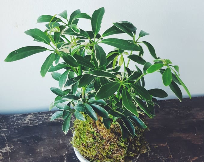 Kokedama - Schefflera