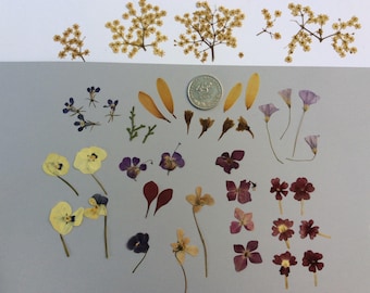 Real pressed flowers,mix,resine,jewellry,scrapbooking,craft supplies