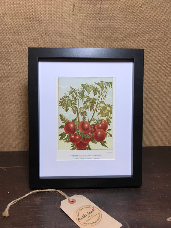 Tomato Botanical Book Plate Print - Mounted Vintage Tomato Plant Illustration - Kitchen Decor - Kitchen Wall Art - Vintage Kitchen Decor