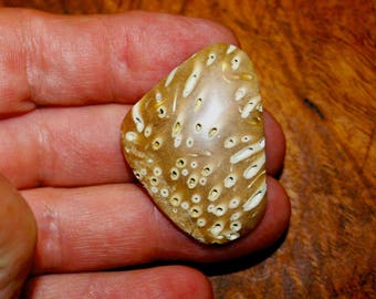 Texas Petrified Palm Wood Cabochon