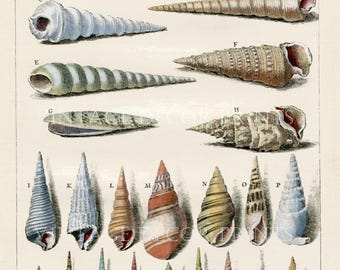 Sea Shell Print, Rare 1772 Engraving of Auger (Vis) Shells by Dezallier d'Argenville Conchyliologie Hand Coloured Shell Engraving