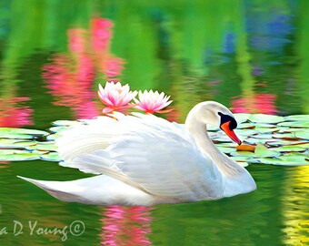     white swans and lotus