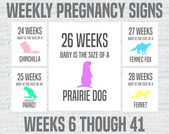 Weekly Pregnancy Signs, Baby Size Compared to Animals, Weeks 6-41, Instant Download Printable 8x10 signs, Maternity, Pregnancy Countdown
