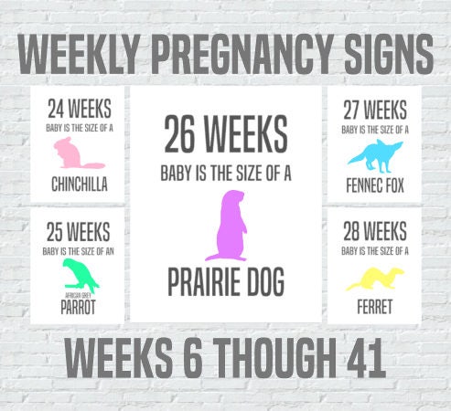 Weekly Pregnancy Signs Baby Size Compared to Animals Weeks