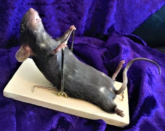 Taxidermy mice | Etsy