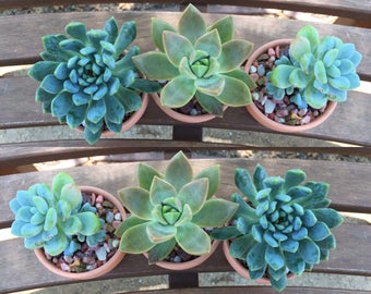 Live Succulent Plants in Mini Pots (3 Pack) Succulent Pots With Plants, Complete Kit with Organic Soil and Decorative Pebbles