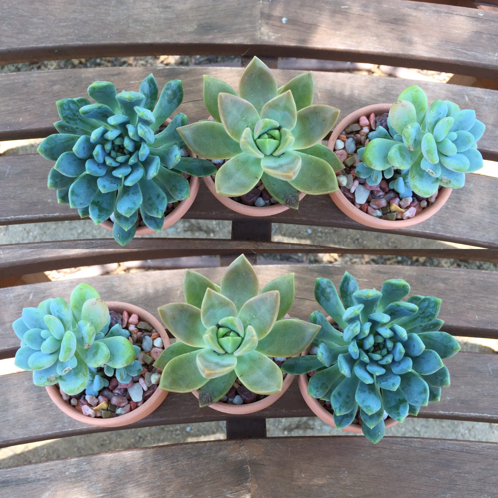 Complete Succulent Potting Kit with Live Plants and Mini Clay