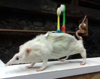 Taxidermy Rat Pencil Case