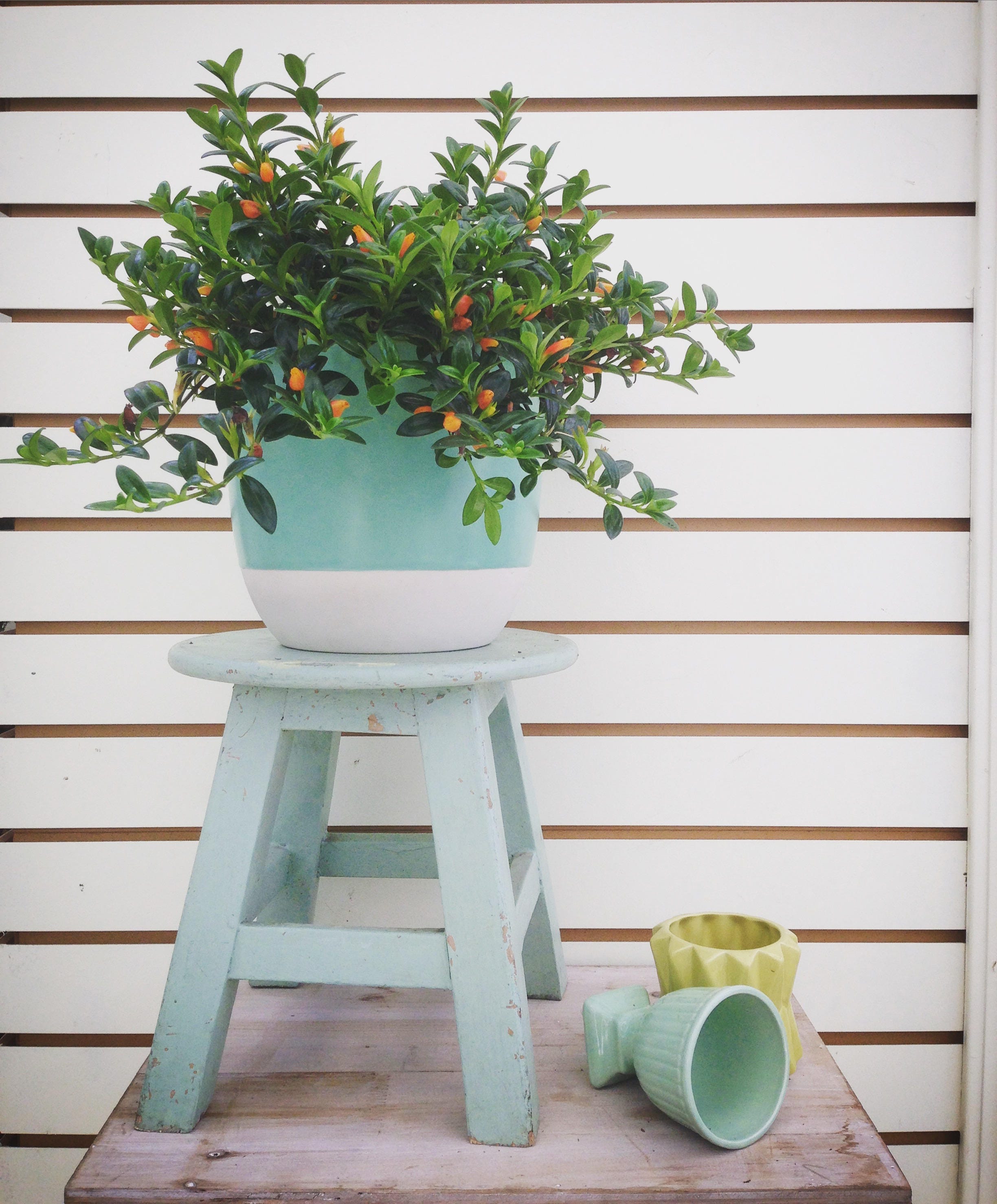 Christmas Holly Goldfish plants Cuttings 5