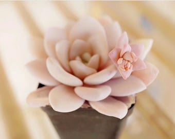 Echeveria laui, rare succulent, 10 seeds