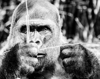 Gorilla black and white photographic print