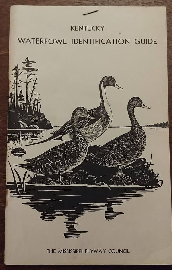 Kentucky Waterfowl Identification Guide Mississippi Flyway