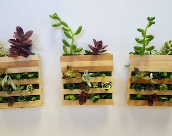 Succulent mini pallet | Small succulent planter with live plants | Fairy garden | Home and living | Summer plants | Magnetic Planter