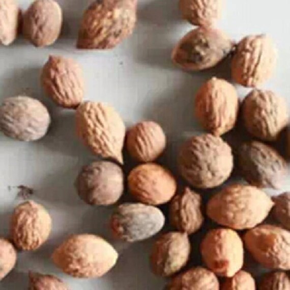 jujube seeds for sale