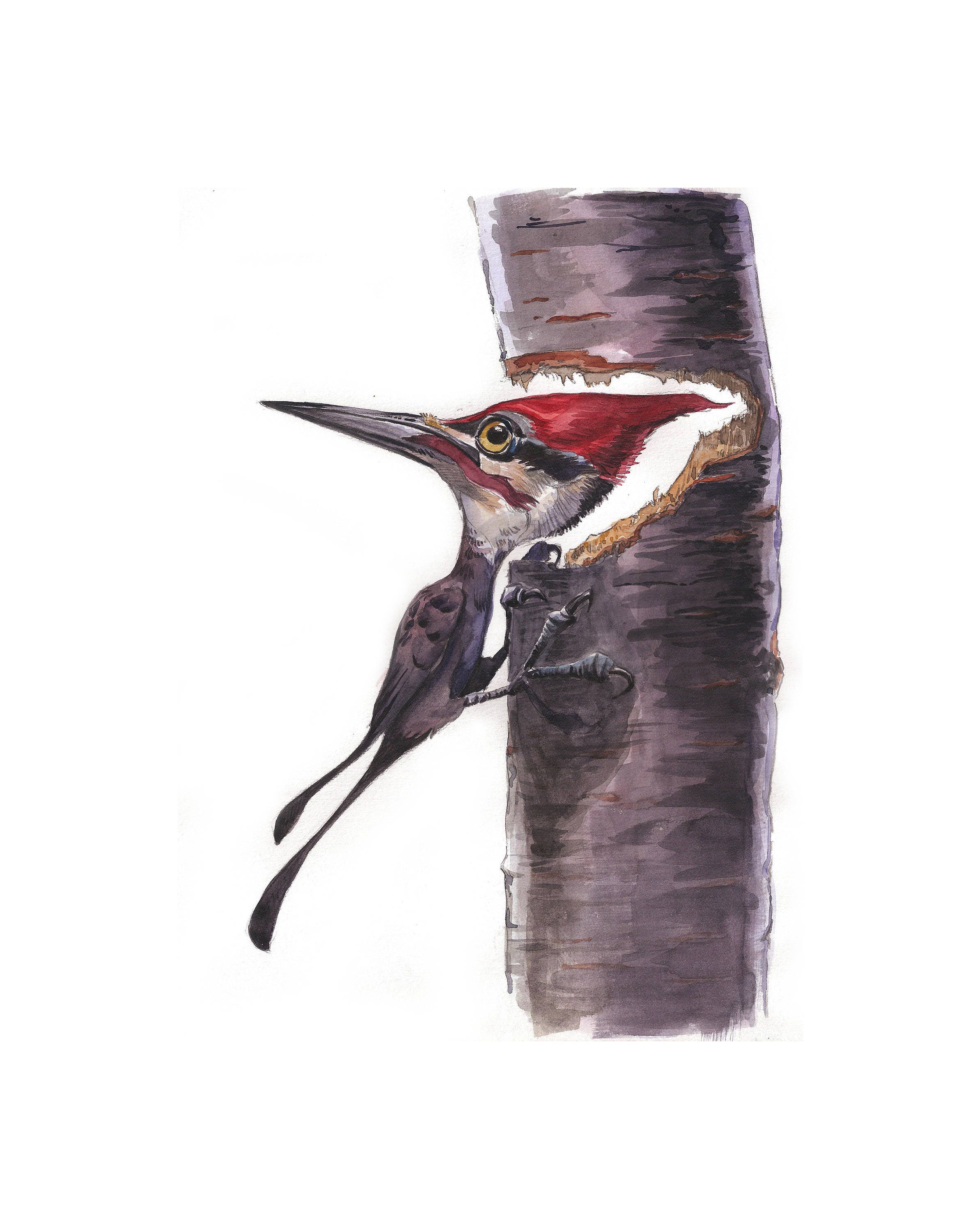 Pileated Woodpecker Print