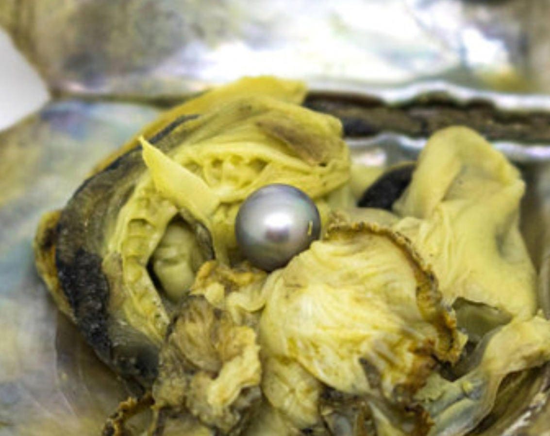 Akoya Oysters W/10 Gray Pearls, Genuine Pearl, Bulk Wholesale, Natural