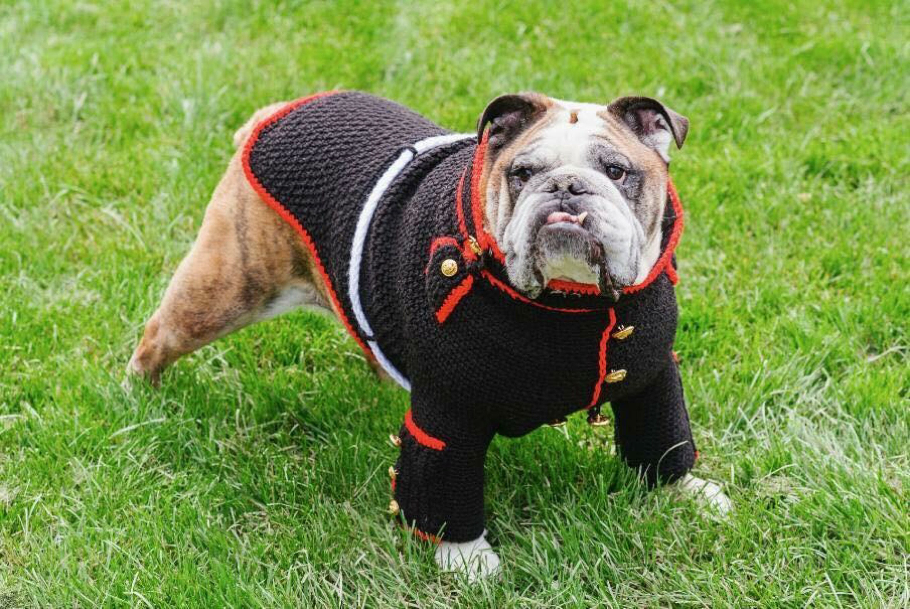 Usmc Bulldog Uniform Usmc Dog Sweater Marine Dog Uniform