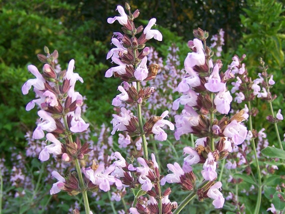 Salvia fruticosa common sage herb dry leafs from Greece detox long life antiseptic culinary and medicinal herb wild mountains Lefkada
