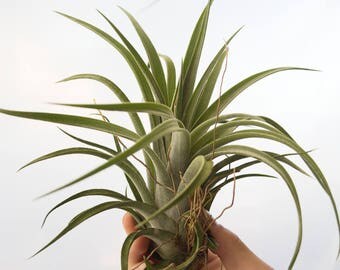 LARGE Air Plant Tillandsia Chiapensis Velutina, Hanging Air Plant, Indoor Plants, House Plant, Succulent Air Plant SALE Wholesale Air Plants
