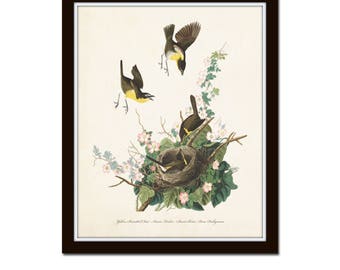 Vintage Audubon Yellow Chat Bird Print Giclee Art Botanical Vintage Audubon Yellow Chat Bird Print Giclee Art Botanical