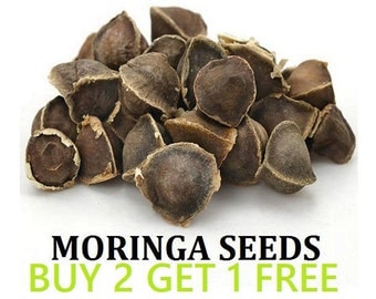 Moringa Seeds