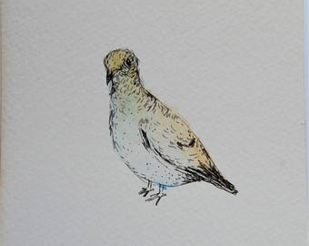 pigeon, pigeon illustration, dove, pigeon watercolor, original pigeon artwork, pigeon, pigeon art, pigeon picture, pigeons, unique pigeon