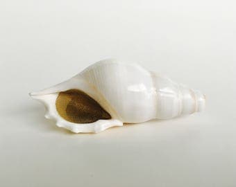 The Magic Conch (Original White) - by ShellPipe (Free pipe & screens w/ every order!) * Shell Pipe * Seashell Pipe * Natural Smoking Pipe *
