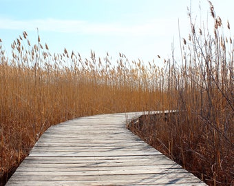 Between Tall Grass | Nature Photography Color Print | 11x14, 8x10 & 4x6 (Custom Sizes Available Upon Request)