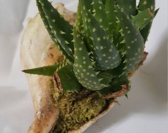 Aloe Aristata in Real Shell finished with moss