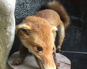 stuffed fox taxidermy