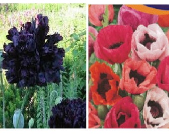 Papaver Black (100 SEEDS ) or Mix (500 SEEDS)