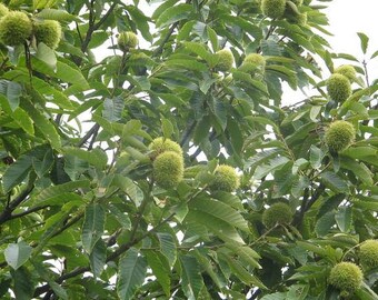 TreesAgain Potted Chinese Chestnut Tree - Castanea mollissima - 12 to 18+ inches (See State Restrictions)
