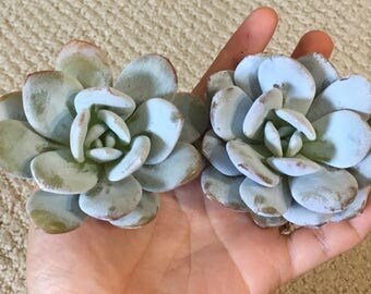 Huge Echeveria Lauii rare succulents korean
